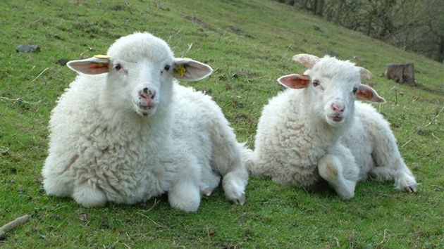 To nejsou valask ovce na strnch Beskyd, ale v prask Hostivai.