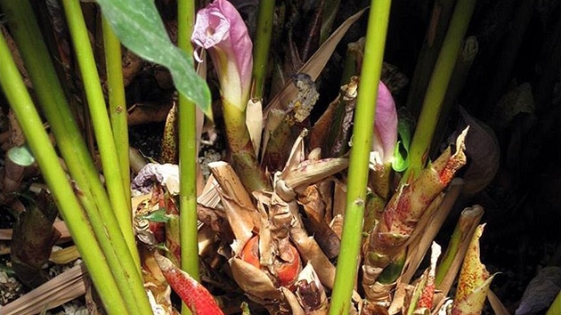 Aframon vyrůstá z oddenků a když se dostatečně rozroste, je možné jej množit vegetativně.
