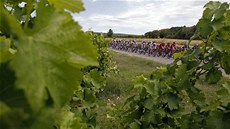 MEZI VINOHRADY. Cyklisté bhem tinácté etapy Tour de France. 
