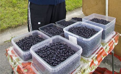 Sbrai borvek kvli rychlému zisku devastují porosty i v písn chránných oblastech Jeseník (Ilustraní snímek).