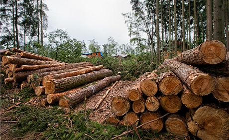 ást vyteného deva prodával revírník bokem.