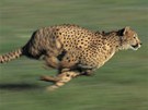 Gepard je uznávaný jako nejrychlejí zvíe.