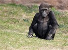 Gorilí sameek Tatu