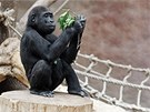 Gorilí sameek Tatu