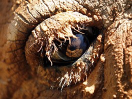 Detail oka bílého nosoroce Shovy, kterého chová singapurská zoo. Ta je...
