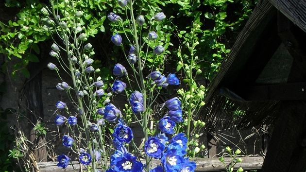 Ostrožka stračka (Delphinium Pacific), opět nádherně modře květoucí