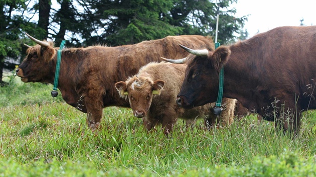 Skotské krávy mají pomoci obnovit původní složení horských luk v okolí Švýcárny v Jeseníkách.