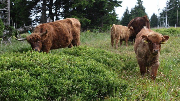 Skotské krávy mají pomoci obnovit původní složení horských luk v okolí Švýcárny v Jeseníkách.