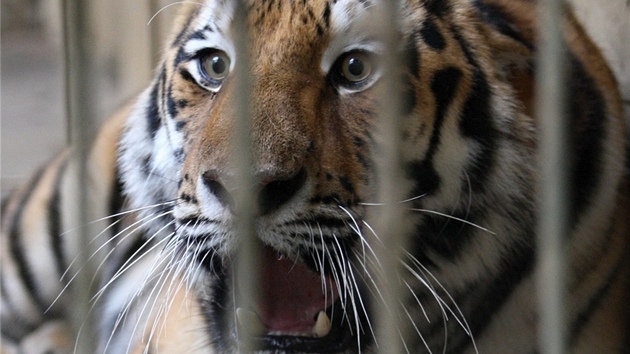 Nov tygr ussurijsk dorazil do zlnsk zoo.