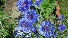 Chrpa modrá (Centaurea cyanus)
