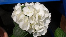 Nádherná a oblíbená hortenzie (Hydrangea Noblesse)