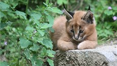 Karakalové a koky poutní budou mít v jihlavské zoologické zahrad nové výbhy.