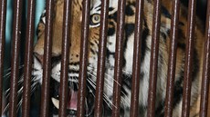 Nový tygr ussurijský dorazil do zlínské zoo.