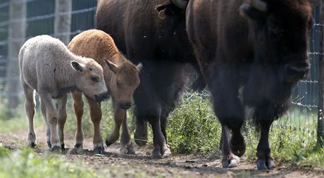 Bílý bizon, která se narodil na farm v Connecticutu 16. ervence 2012
