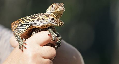 Varani komodt, kte se vylhli v prask zoo mezi 31. ervencem a 3. srpnem...