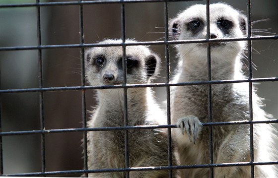 Surikaty v hodonínské zoo.