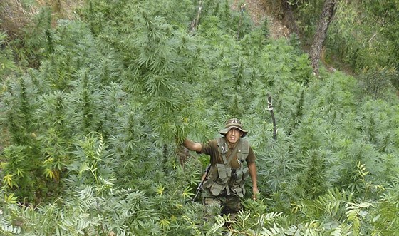 Peruánská policie zabavila rekordní mnoství marihuany.