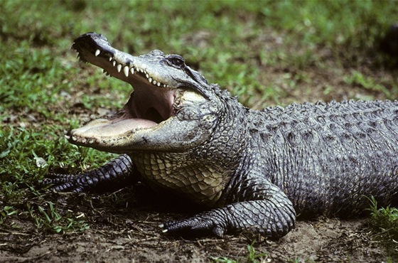 V Kladn se v koví schovával krokodýl (ilustraní snímek)