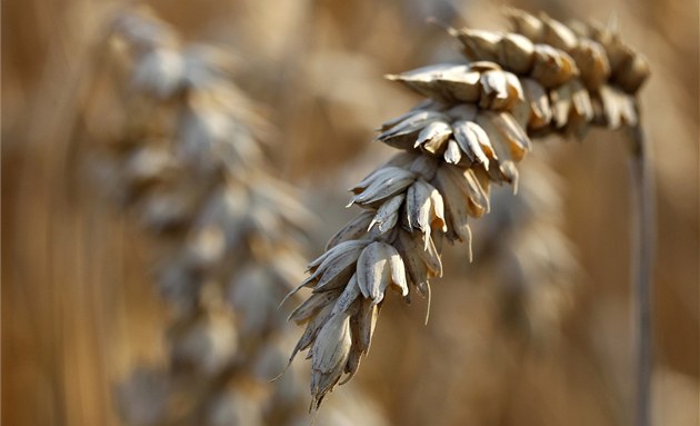 Válka na Ukrajině ohrožuje globální potravinovou bezpečnost. Chybí pšenice