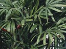 Areková palma 