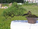 Zlodj ukradl pstiteli z Táborska ti vzácné bonsaje, jejich celková hodnota