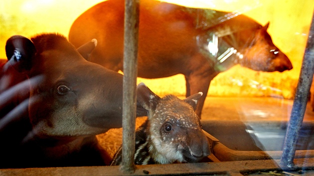 K narozeninám dala jihlavské zoologické zahradě nejkrásnější dárek tapíří rodinka. Včera dopoledne se jim narodilo mládě.