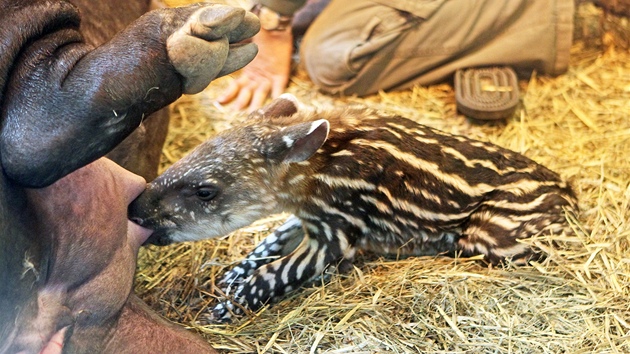 K narozeninám dala jihlavské zoologické zahradě nejkrásnější dárek tapíří rodinka. Včera dopoledne se jim narodilo mládě.