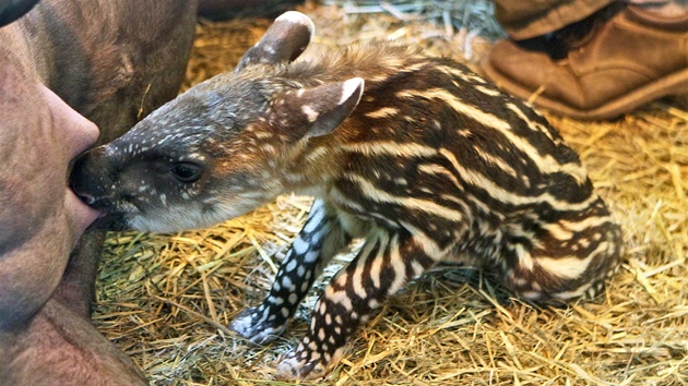 K narozeninám dala jihlavské zoologické zahrad nejkrásnjí dárek tapíí