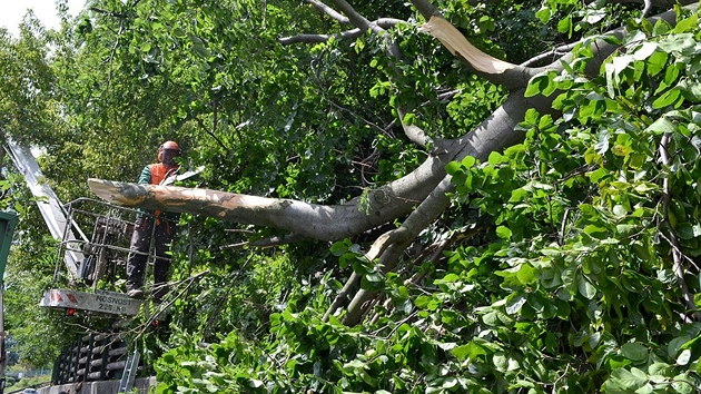 Na prtahu Karlovmi Vary spadl na kamion vzrostl strom. idi vyvzl bez zrann. Silnice ale byla 90 minut neprjezdn.