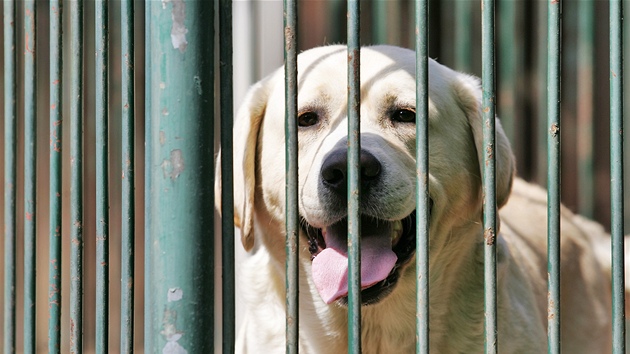 (ilustra�n� foto)