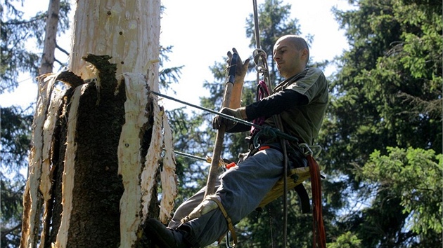 Intenzivní práce Lesníci pracovali na kácení a loupání strom v takzvaném