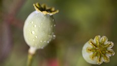 �eská republika ztrácí pozici makové velmoci, o kterou jí p�ipravuje stále se