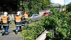 Na prtahu Karlovými Vary spadl na kamion vzrostlý strom. idi vyvázl bez