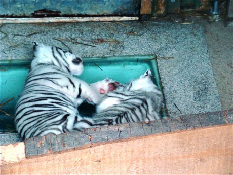 První fotky mláat bílých tygr v liberecké zoo.