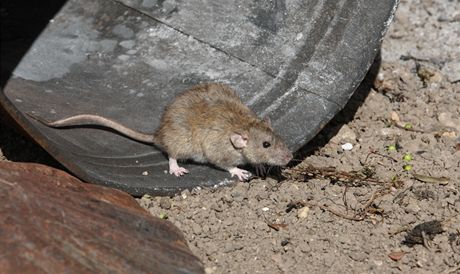 Potkani vylezli ze zatopených dr a kanál. (Ilustraní snímek)