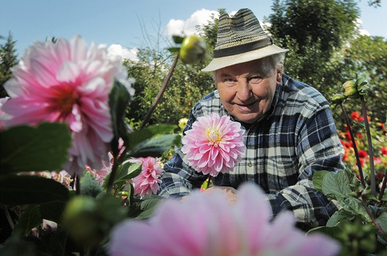 Osmdesátiletý Vlastimil Hucl pěstuje doma jiřiny. Na jeho zahradě je přes 2000