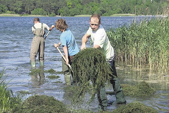 Správci Velkého Boleveckého rybníka posekali přemnožený kanadský mor pomocí