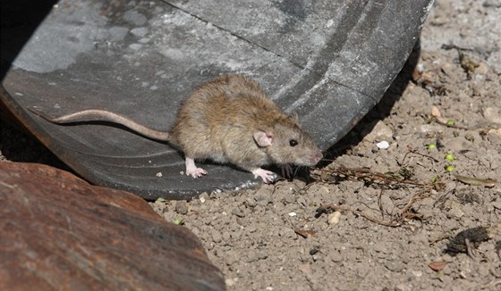 Potkani vylezli ze zatopených dr a kanál. (Ilustraní snímek)