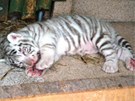 Jedno z mláat bílého tygra, je se narodila v liberecké zoologické zahrad.