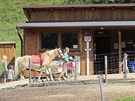 Hipocentrum Jitenka v Plzni - Koterov má osm koní, které slouí pro