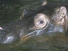 Povodn 2002 v praské zoo - hroch Slávek