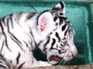 Prvn fotky mlat blch tygr v libereck zoo.