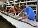 Pitva dosud nejvtí krajty nalezené ve floridském parku (10. srpna 2012)