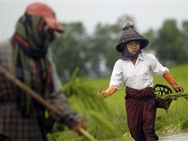 T̎KÝ ÚDL FARMÁE. Barmtí farmái sázejí v bahnitém poli na pedmstí Rangúnu...