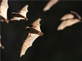 Desítky netopýr vylétají z Brackenské jeskyn v texaském Brackenu. V oblasti