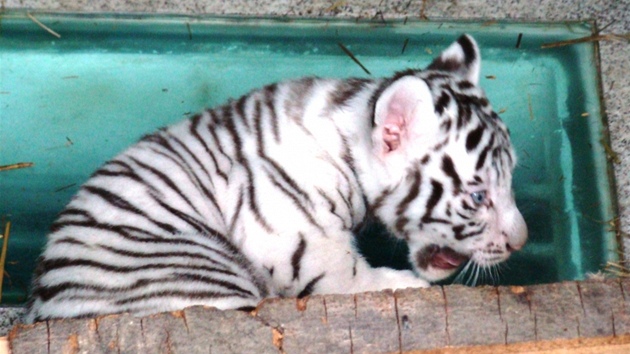 Prvn fotky mlat blch tygr v libereck zoo.