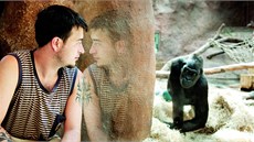 Martin Vojá�ek pra�ské gorily jako jejich chovatel velmi dob�e zná. A myslí na...