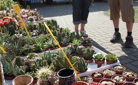 Tropické teploty a dlouhé týdny bez det trápí olomoucké Výstavit Flora, které se v tchto dnech pipravuje na letní etapu nejvtí kvtinové výstavy u nás. Ilustraní snímek