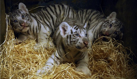 Ti koata bílých tygr z liberecké zoo ekala v osmém týdnu nezbytná