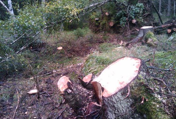 Zlodji pokáceli stromy v první zón NP umava. V chránném lese po nich zbyly